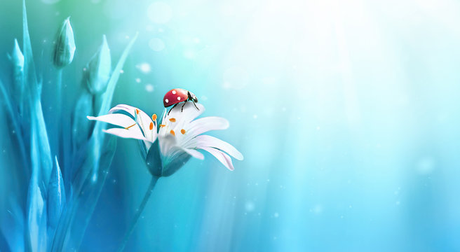 Beautiful white forest flower with buds and ladybug on blue background in rays of light macro in nature spring or summer. Exquisite graceful easy airy magic artistic wildlife image.