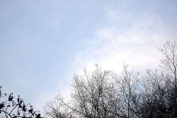 tree in the sky