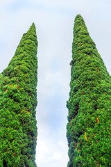 Green treetops of Cypress trees reach for the gray cloudy sky.