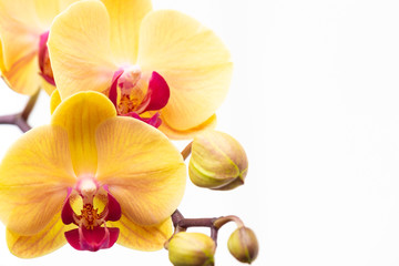 Orchidea phalaenopsis gialla