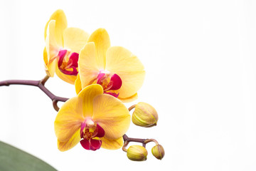 Orchidea phalaenopsis gialla