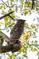 Browns Fish Owl