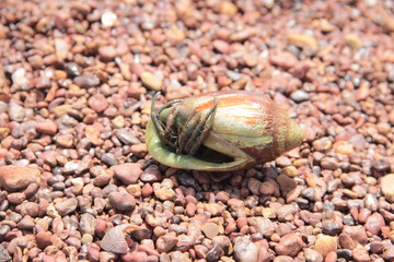 One hermit crabs laying face down in an orange shell on an orange pebble at the beach.