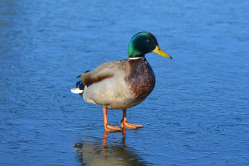 duck on ice in early spring