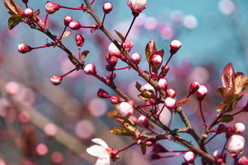 bright pink and white flowers on trees, blooming, spring landscape, beautiful background