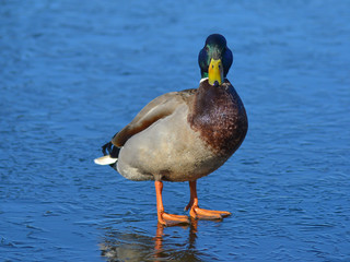 duck on ice in early spring