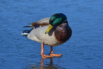 duck on ice in early spring