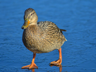 duck on ice in early spring