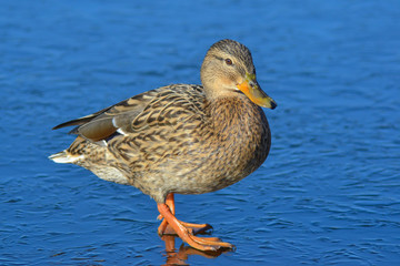 duck on ice in early spring