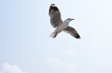 Seagull flying gracefully for prey on the coast