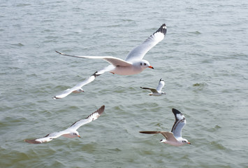 Seagulls flying gracefully for prey on the coast