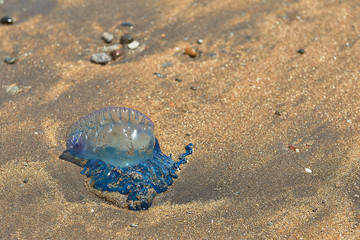 blue jellyfish on the shore of the beach