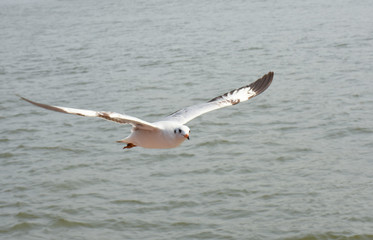 Seagull flying for prey on the coast