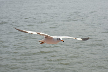 Fototapeta na wymiar Seagull flying for prey on the coast
