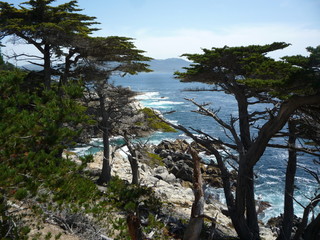 Fototapeta na wymiar CA Cypress Trees