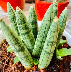 fresh cucumbers on a plate