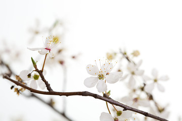 spring seasonal background with white flowers