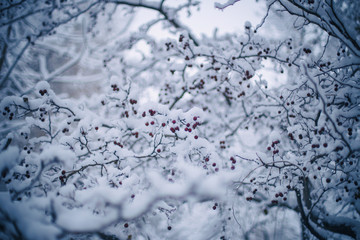 snow-covered branches