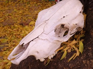 Texas cow skull