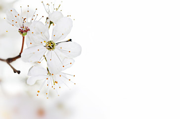 spring seasonal background with white flowers