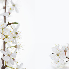 Obraz na płótnie Canvas spring seasonal background with white flowers