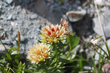Flowers of the Altai Mountains. Rhodiola algida
