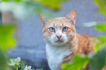 Naklejka na ściany i meble Cute domestic cat. Thai orange and white cat.