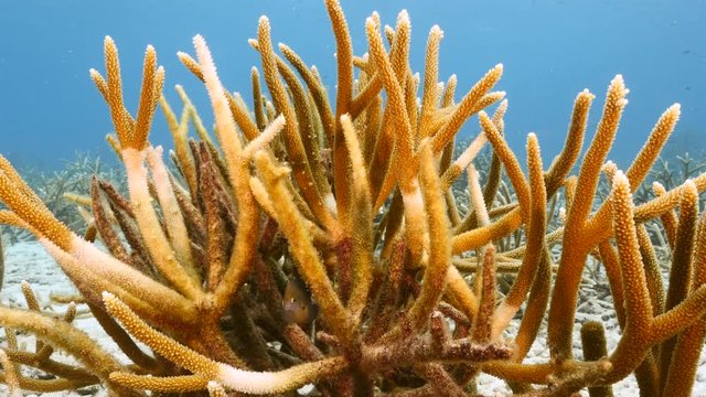 Seascape in turquoise water of coral reef in Caribbean Sea / Curacao with Staghorn Coral, fish and sponge