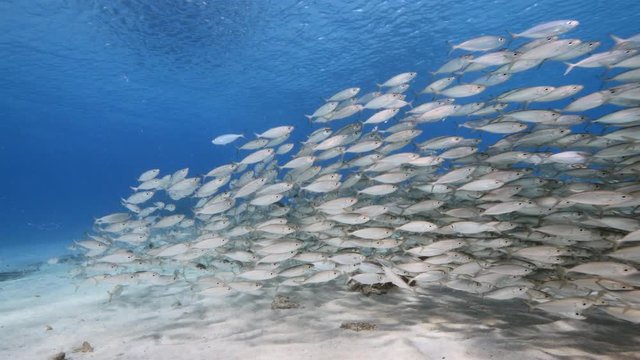 Bait ball / school of fish in shallow water of coral reef  in Caribbean Sea / Curacao