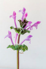 Lamium amplexicaule. Ortiga mansa con sus inflorescencias de color morado. 