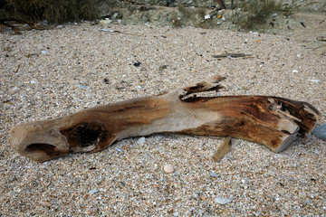 Sirolo (AN), Italy - January 1, 2019: A trunk at Sassi Neri beach, Riviera del Conero, Adriatic...