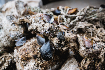 Mussel mollusk shells entangled in fishing nets