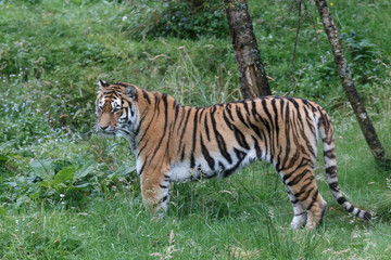 Fototapeta na wymiar Siberian Tiger (Panthera tigris altaica) or Amur Tiger