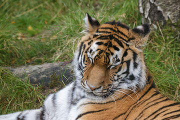 Siberian Tiger (Panthera tigris altaica) or Amur Tiger laying in the grass