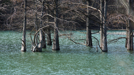 Young bog cypresses stand in the lake water. Swamp cypresses stand in the calm water of the lake and are reflected in it.