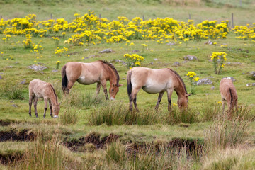 A family of Przewalski Horses (Equus ferus przewalskii) grazing together