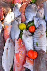 Fische aus dem Atlantischen Ozean Nordafrika