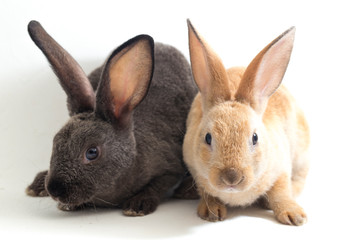Two Cute red brown and gray rex rabbits isolated on white background