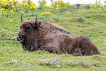European Bison (Bison bonasus)