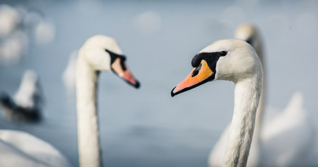 White swans on a background of blue sea