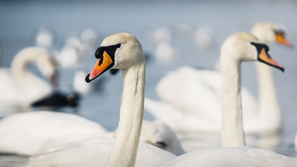 White swans on a background of blue sea