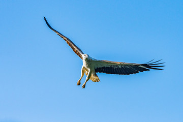 White Bellied Sea Eagle