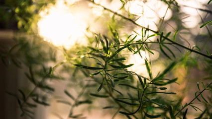 Asparagus Sprenger branches in the sunlight