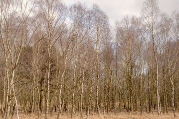 A line of silver birch trees.