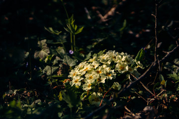 Beautiful primrose bush blossomed in the spring in the forest
