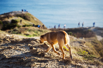 A red dog walks through the mountains against the background of a group of tourists walking along a mountain seashore.