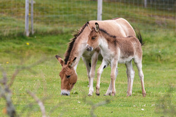 Naklejka na ściany i meble Przewalski Horse (Equus ferus przewalskii)