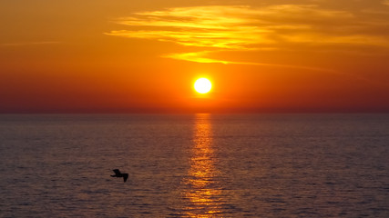 Mouette dans le coucher de soleil vue depuis un navire de croisière.	
