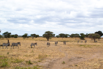 Group of zebras walking in the savannah of Tarangire National Park, in Tanzania