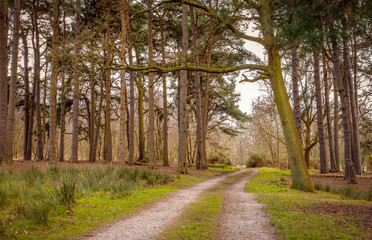 A path through the woods.